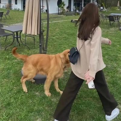 橙子与阳光